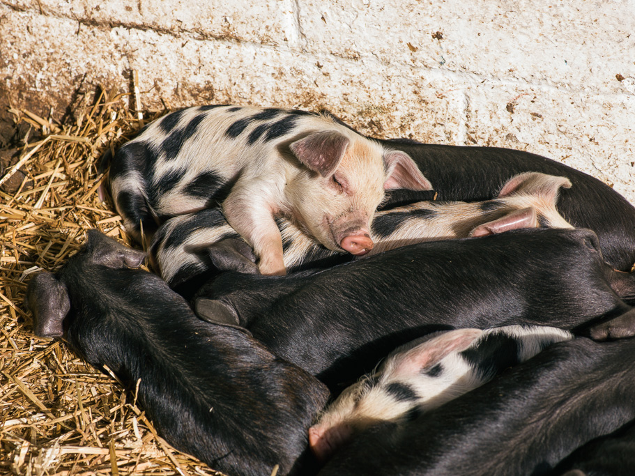 Photo Piglets snoozing in the morning sun 