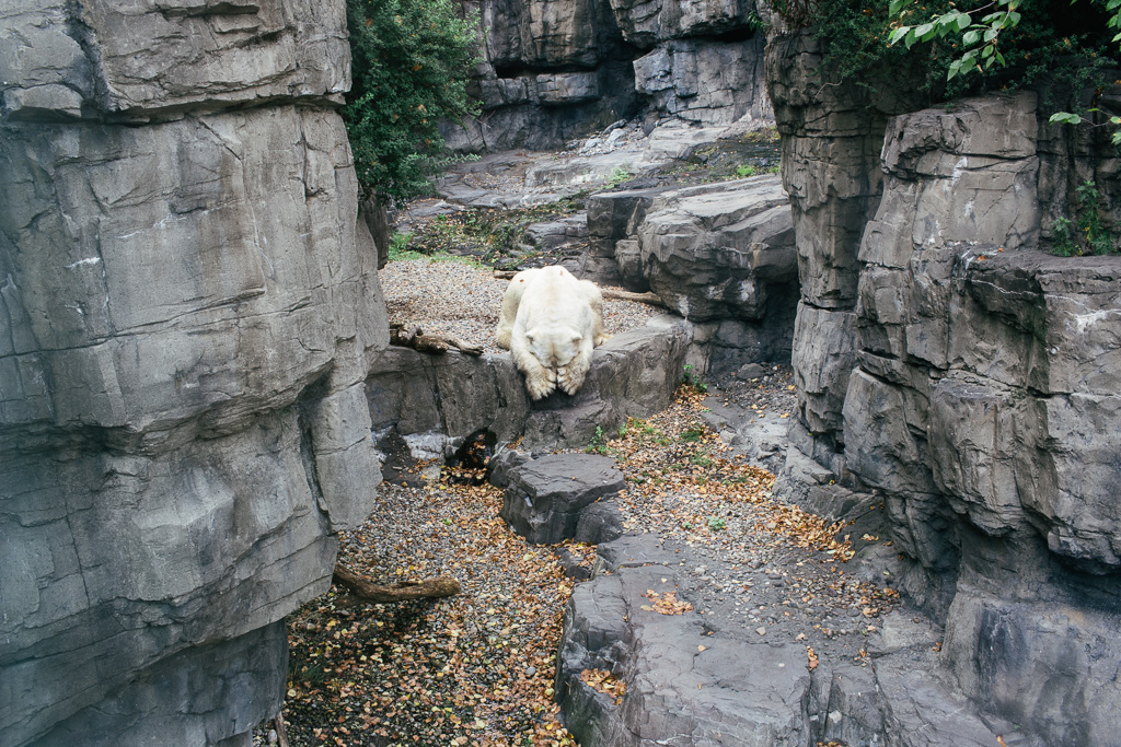 Photo Polar Bear, Central Park Zoo 