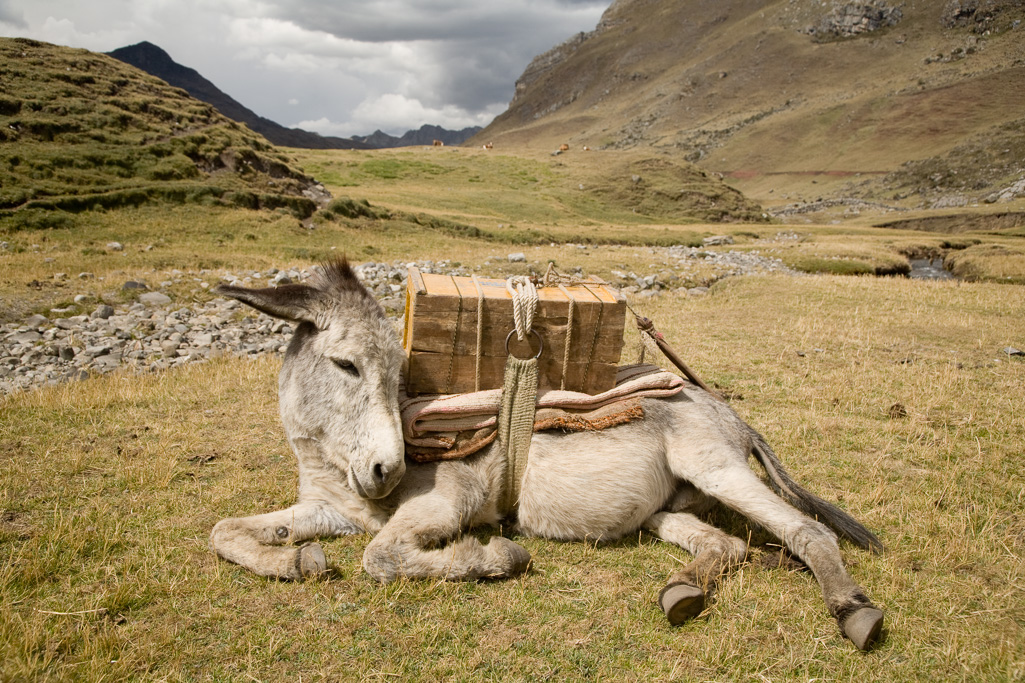 Photo Donkey, Peruvian Andes 