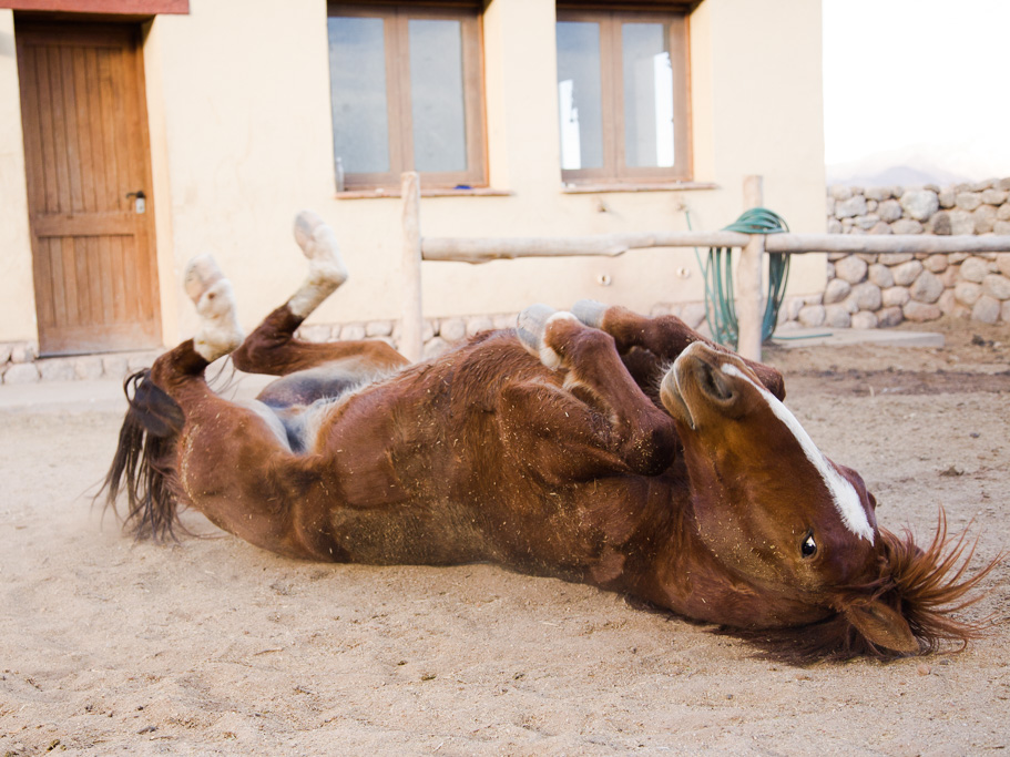 Photo Horse, Argentina 