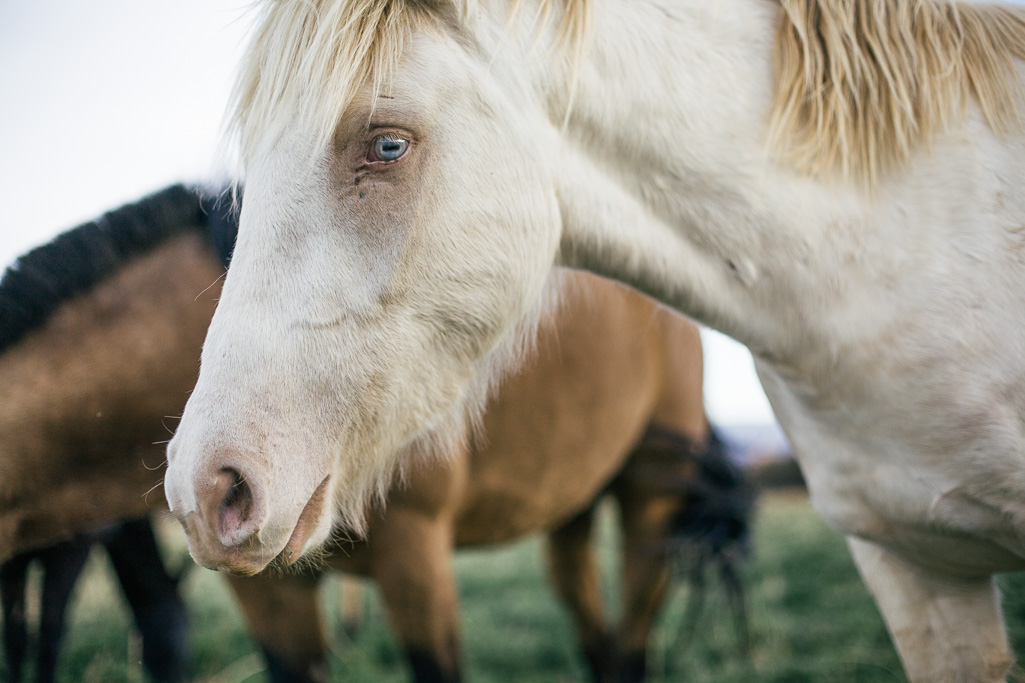 Photo Horse, Argentina 