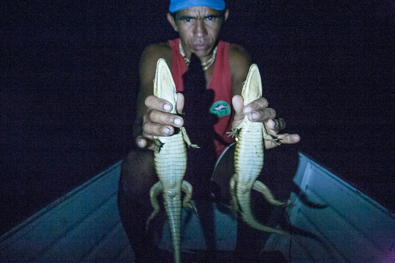 Photo A local guide shows the catch of the day which he has flipped up onto the boat whilst out hunting caymans at night on a tributary of the Amazon River. Right, rappeling up a 50m high tree in the Amazon rainforest.  
