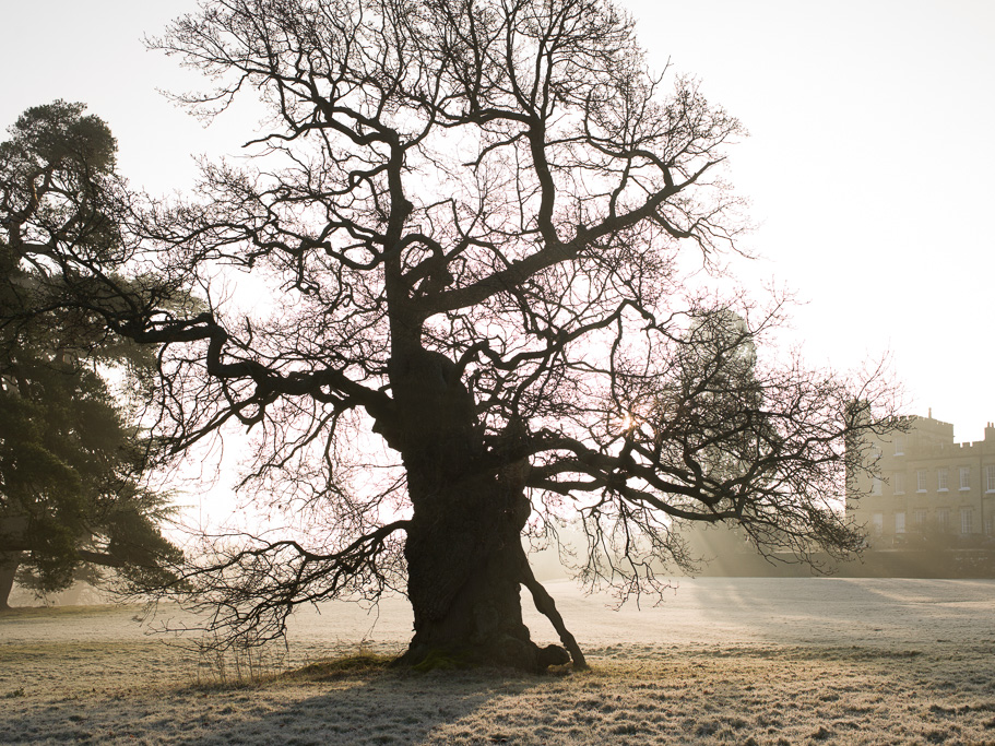 Photo Anatomy of an English country estate. The Fairy Tree