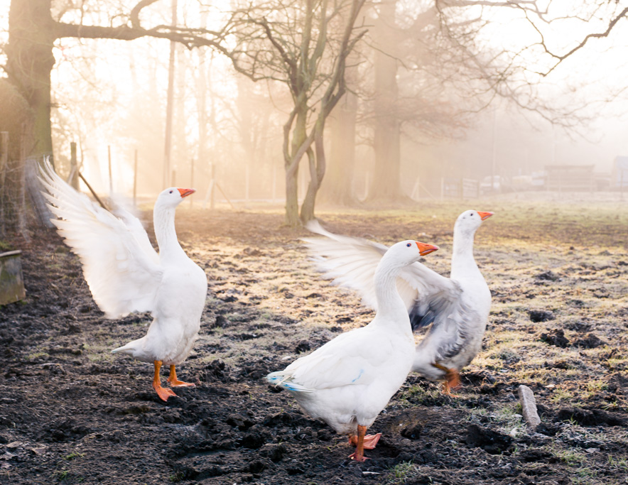 Photo Anatomy of an English country estate. Geese stretching on a frosty morning
