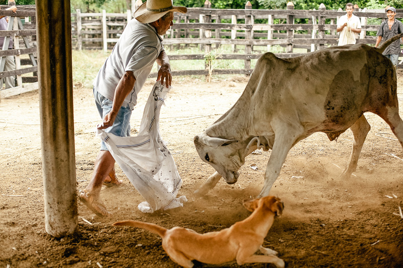 Photo A farmer plays with a young novillo before releasing it from the corral after castrating it, Montería. 