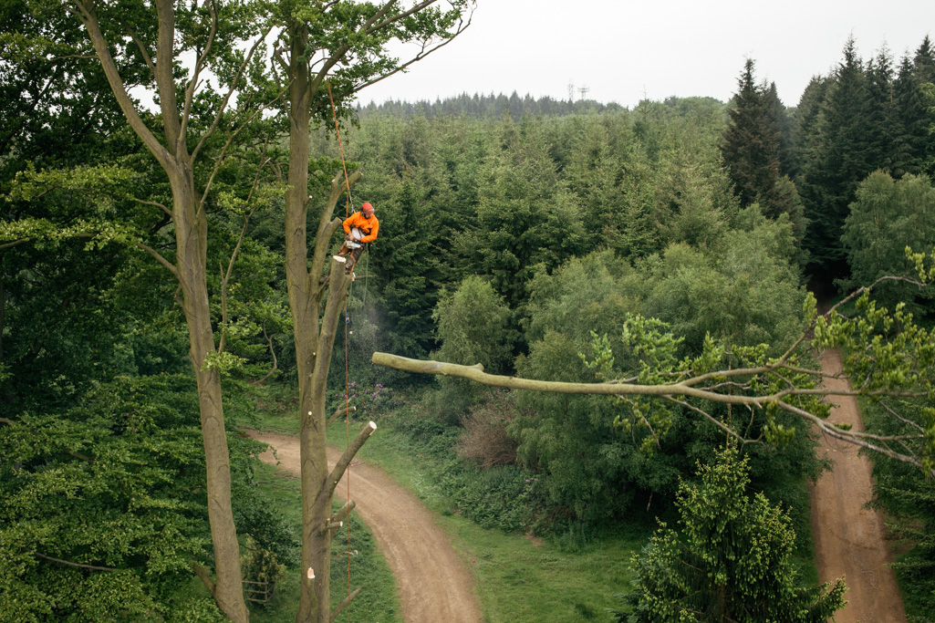 Photo Aerial views of the family farm. Tom the tree surgeon taking down a beech that had started to rot.