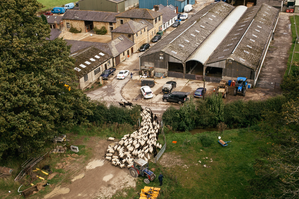 Photo Aerial views of the family farm. Driving the sheep through the farmyard.