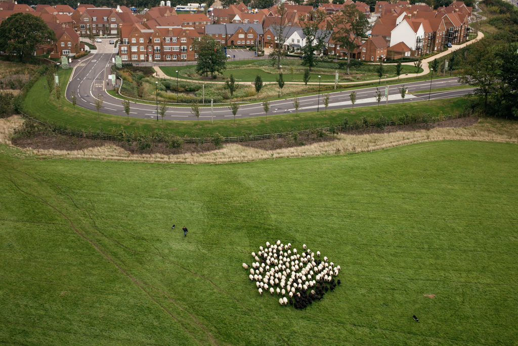 Photo Aerial views of the family farm. Rounding up opposite the new Kilnwood Vale houses.