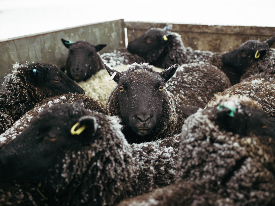 Photo Anatomy of an English country estate. Sheep coming in from the snow.