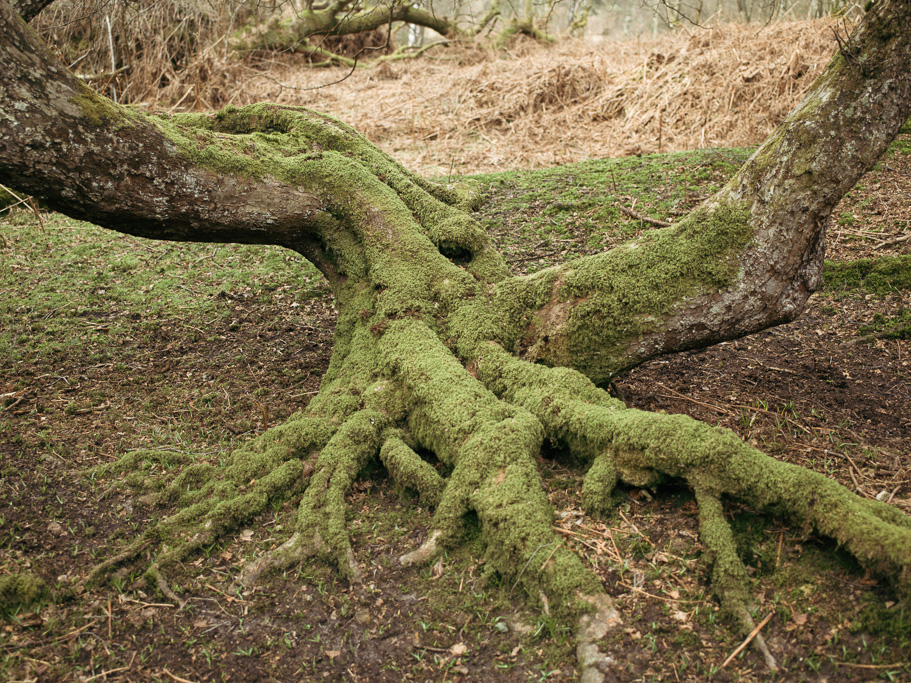 Photo Anatomy of an English country estate. Twisted tree roots on the march.