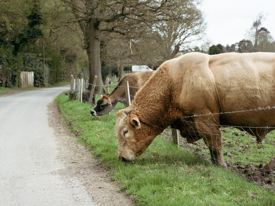 Photo Anatomy of an English country estate. The grass is always greener. Raggie the bull.