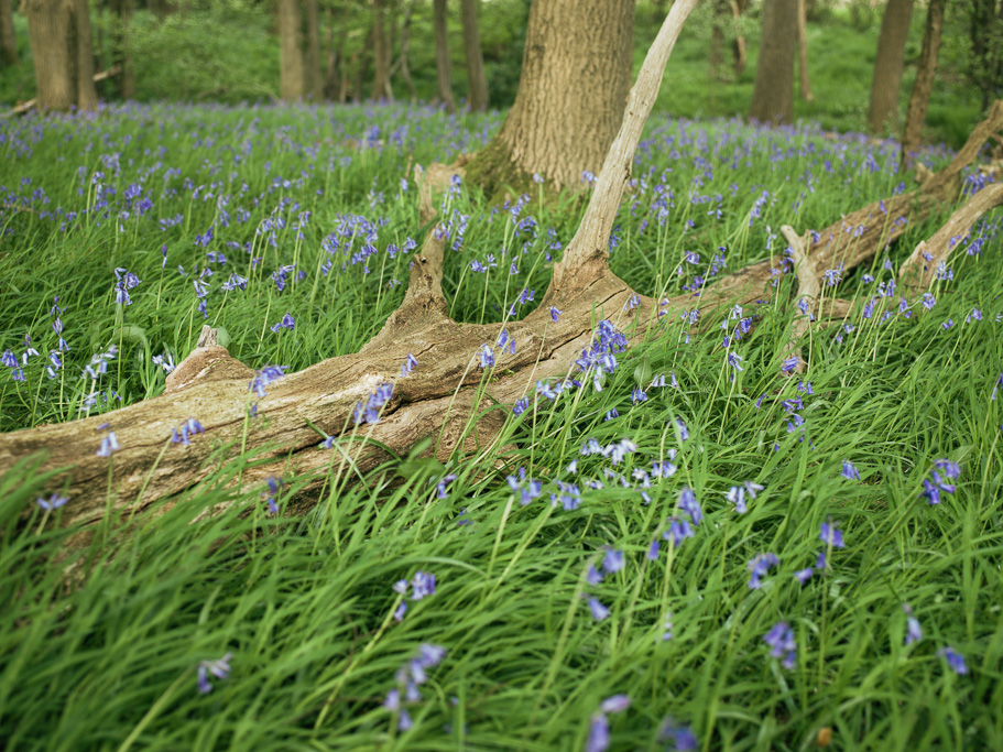 Photo Anatomy of an English country estate. Bluebells and dead wood in a leafy shaw.