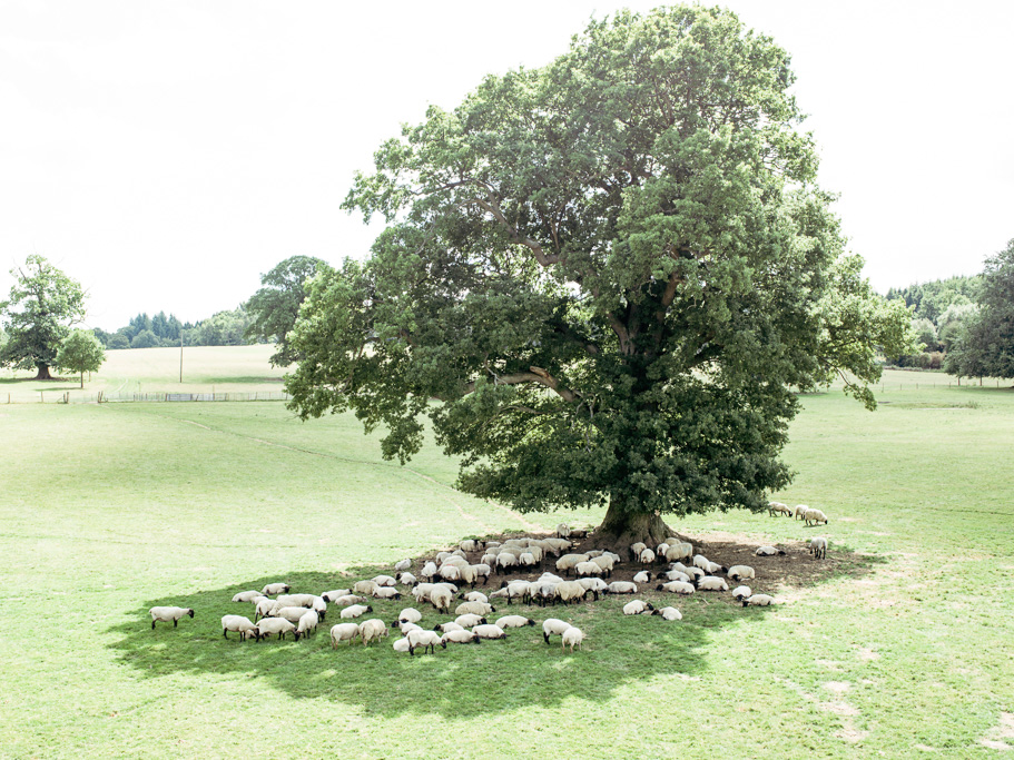 Photo Anatomy of an English country estate. Sheep sitting in the shade of an oak tree.