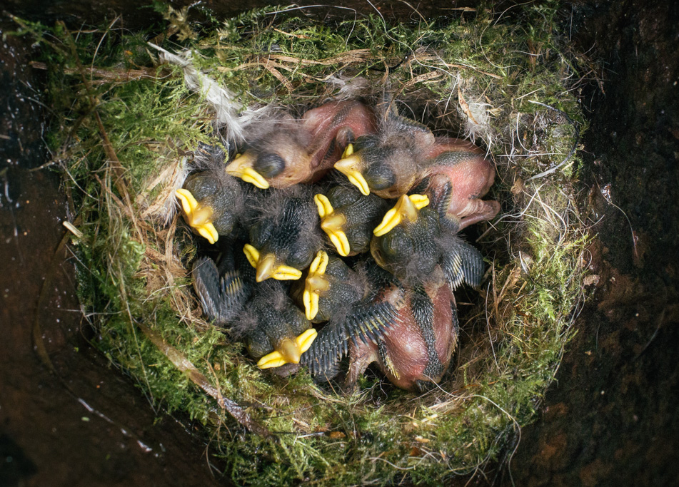 Photo Anatomy of an English country estate. A blue tit nest in the drainpipe of Keeper